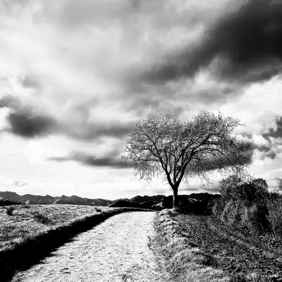 A black-and-white photograph of a winding path and a bare tree beneath dramatic clouds.