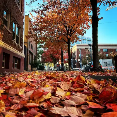 Red and orange leaves cover a city sidewalk beneath autumn trees.